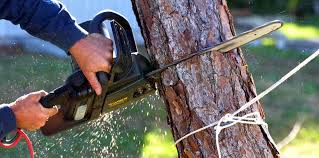 Best Tree Health Inspection  in South Dennis, NJ
