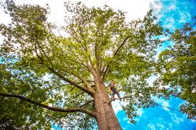 Best Lawn Grading and Leveling  in South Dennis, NJ