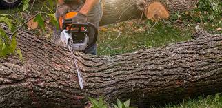 Best Commercial Tree Services  in South Dennis, NJ