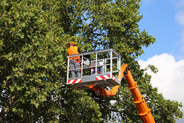  South Dennis, NJ Tree Removal Pros