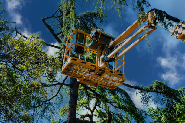 Best Root Management and Removal  in South Dennis, NJ