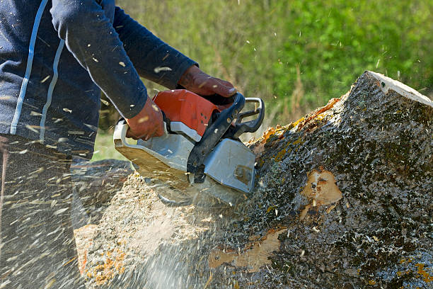 Best Lot and Land Clearing  in South Dennis, NJ