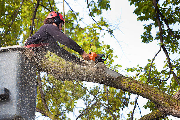 Best Pest Control for Lawns  in South Dennis, NJ