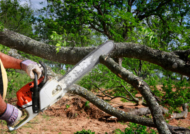 Best Tree Trimming and Pruning  in South Dennis, NJ
