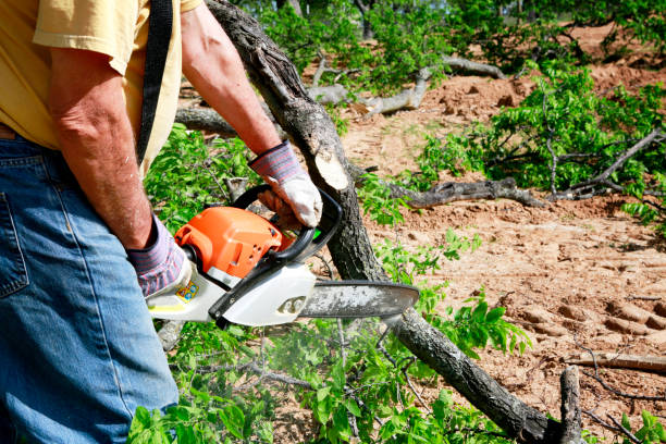 Best Tree Mulching  in South Dennis, NJ